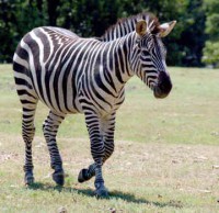 /album/animalsfamous/foto-zebra-01-1-jpg/